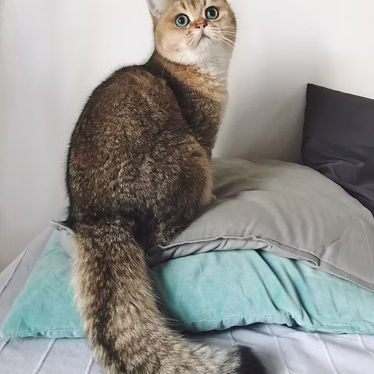 Goldie, British Shorthair