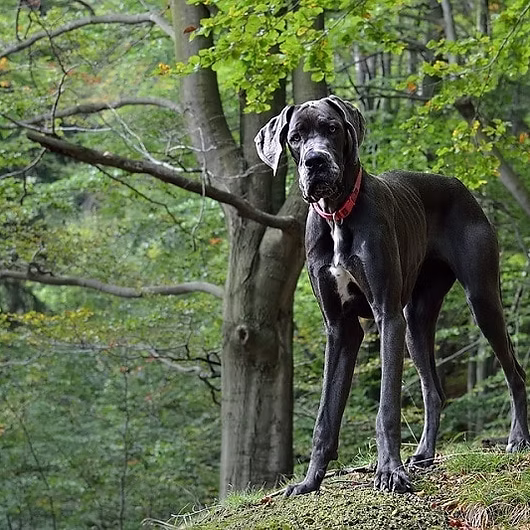 Zeus, Great Dane