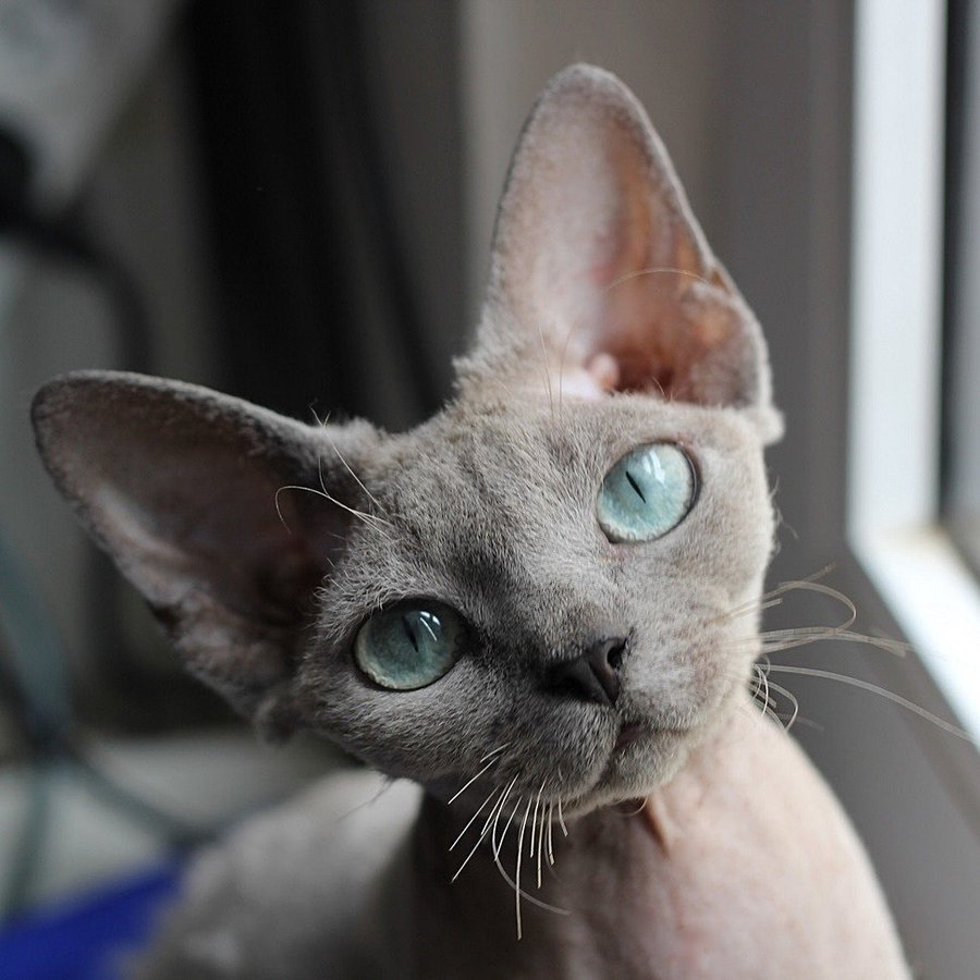 Admiral, Devon Rex