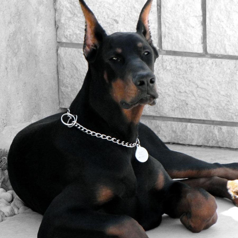 Skye, Doberman Pinscher