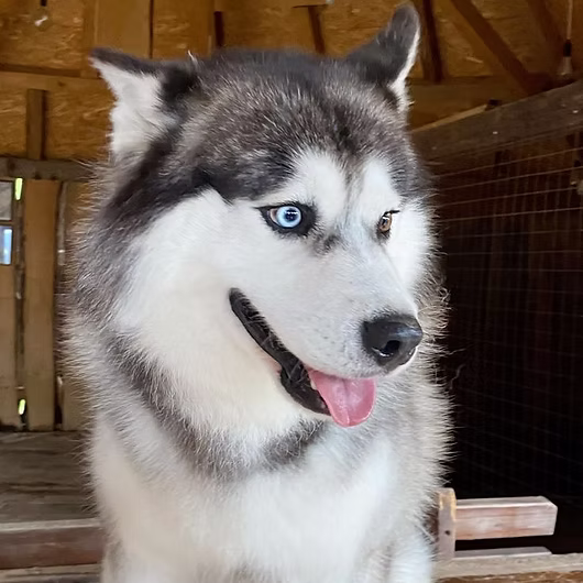 Storm, Siberian Husky