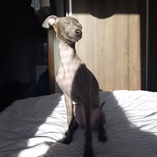 Sable, Italian Greyhound
