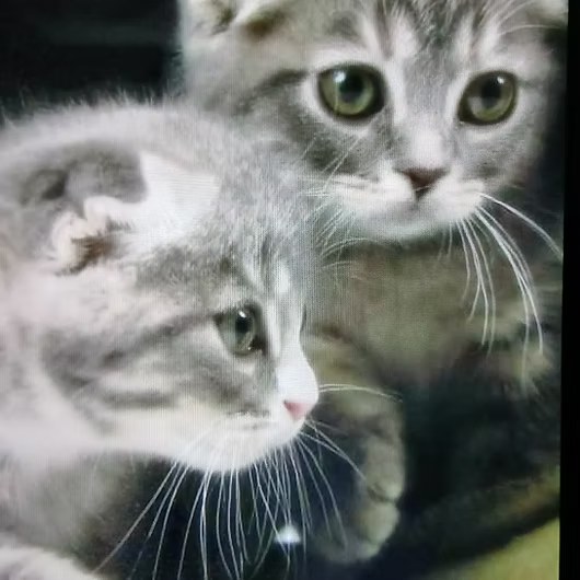 Willow, Scottish Fold (Straight)