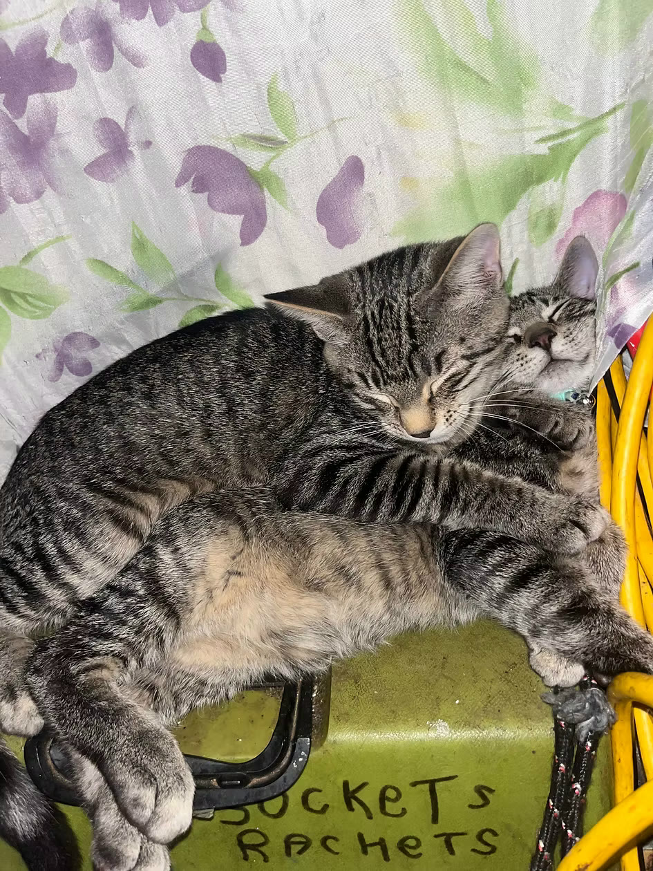 Mochi, American Shorthair (Brown Tabby)