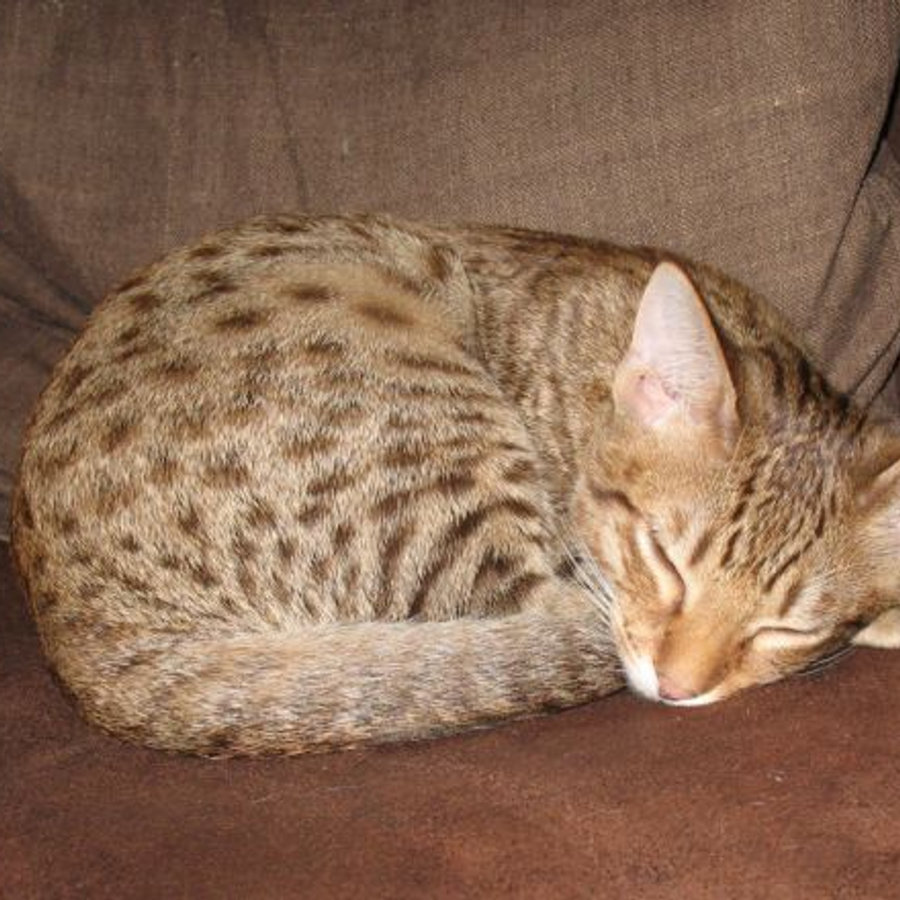 Andy, Ocicat