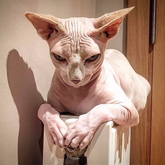 Nyx, Sphynx