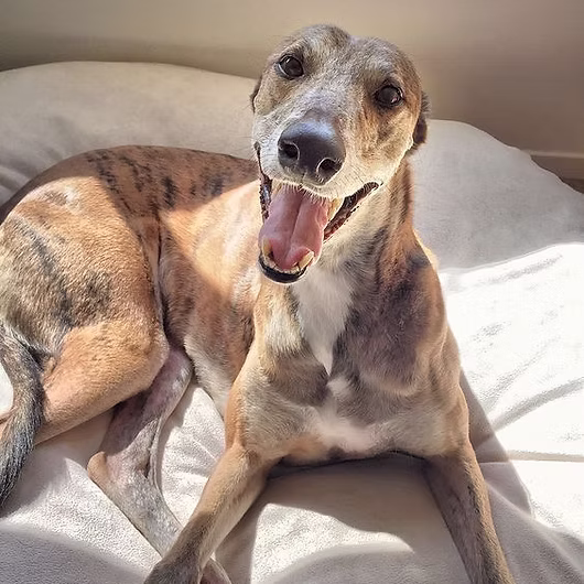Comet, Greyhound