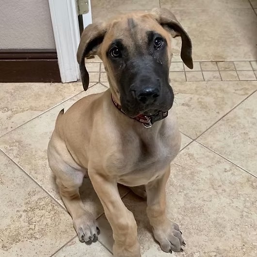 Atlas, Great Dane