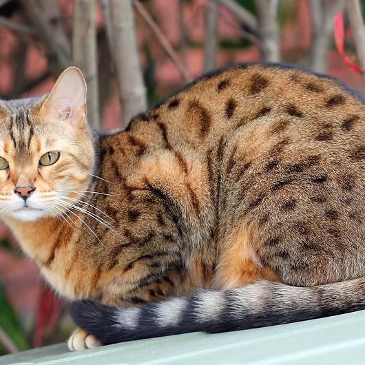 Jasper, Bengal